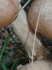 Armillaria ostoyae