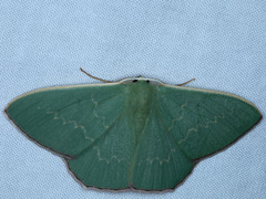 Prasinocyma semicrocea