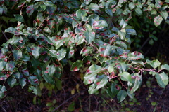 Gymnosporangium sabinae