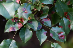 Gymnosporangium sabinae