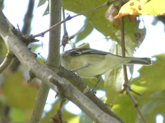 Vireo