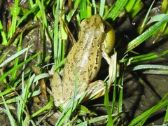 Boana pulchella