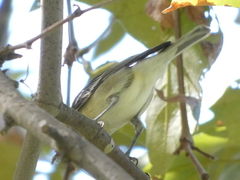 Vireo