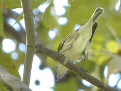 Vireo