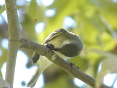 Vireo