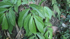 Elatostema platyphyllum