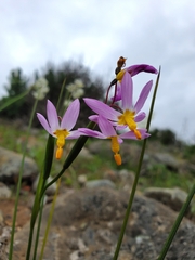 Olsynium scirpoideum