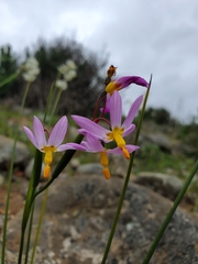 Olsynium scirpoideum