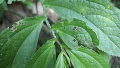 Elatostema platyphyllum