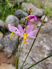 Olsynium scirpoideum