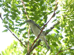 Vireo