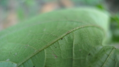 Elatostema platyphyllum