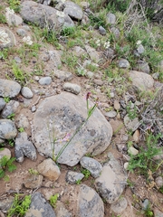 Olsynium scirpoideum