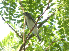 Vireo