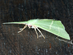 Urolitha bipunctifera