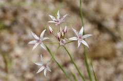 Allium rhizomatum
