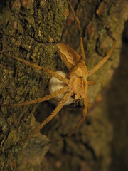 Pisaura