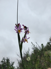 Olsynium scirpoideum