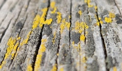 Candelariaceae