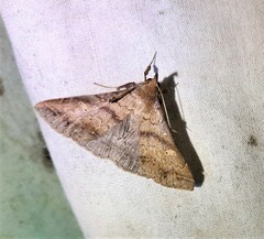Renia discoloralis