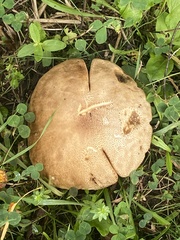 Porphyrellus sordidus