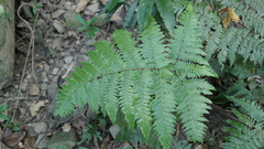 Ctenitis subglandulosa