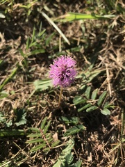 Mimosa strigillosa