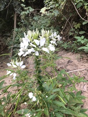 Cleome