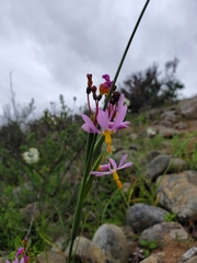 Olsynium scirpoideum