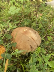 Porphyrellus sordidus