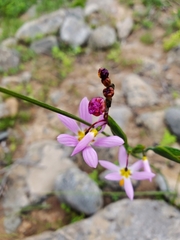 Olsynium scirpoideum