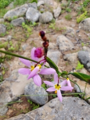 Olsynium scirpoideum