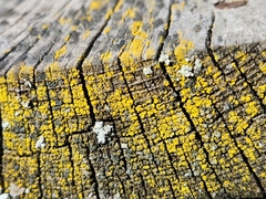 Candelariaceae