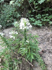 Cleome