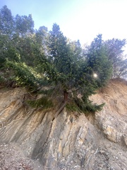 Pseudotsuga macrocarpa
