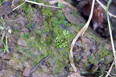 Ricciaceae