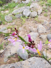 Olsynium scirpoideum