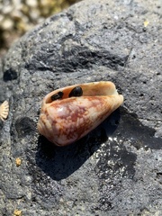 Conus anemone