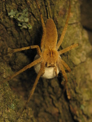 Pisaura