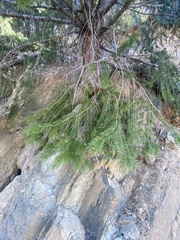 Pseudotsuga macrocarpa