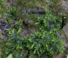 Notothylas orbicularis