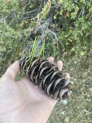 Pseudotsuga macrocarpa