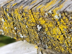 Candelariaceae