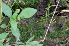Notothylas orbicularis