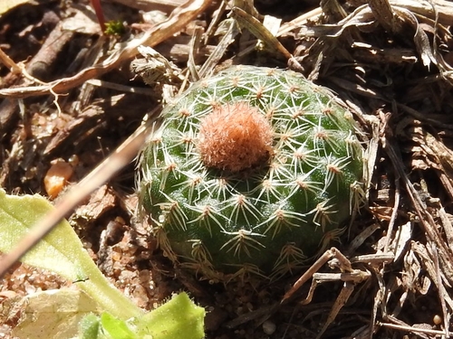 Frailea pygmaea