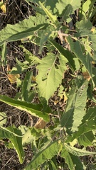 Ambrosia ambrosioides