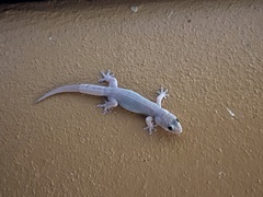 Gehyra australis