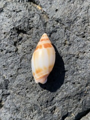 Amalda marginata