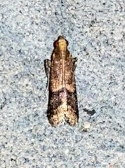 Eulogia ochrifrontella