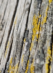 Candelariaceae